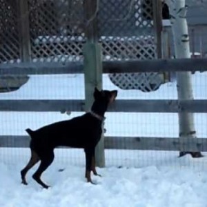 Squirrel!