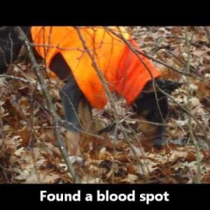 Doberman tracks a deer!