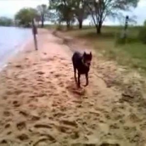 Spock vs sandy tennis ball