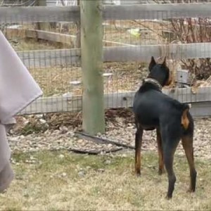 Spock vs stray cat