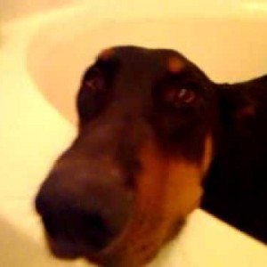 Doberman doesn't want a bath