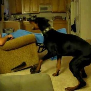 Hyper Doberman