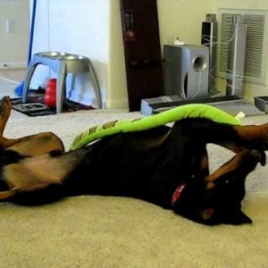 Silly Doberman is silly