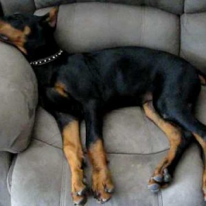 Exhausted Doberman