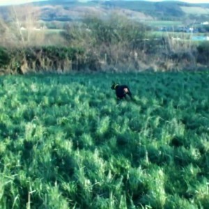 Doberman's Bella and Buddy playing chase in the field
