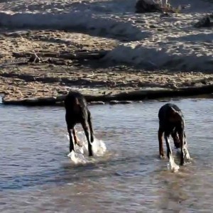 Dobermans in the creek