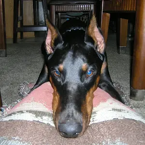 Media 'Imported Item' in album 'Gunnar (Miscellaneous Shots)'