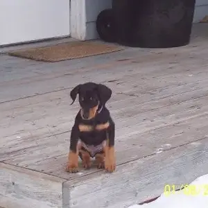 Imported Item