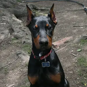 Imported Item