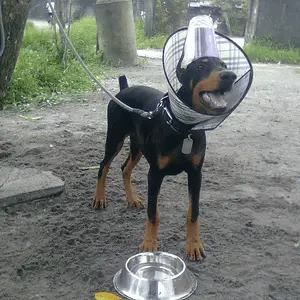 3293