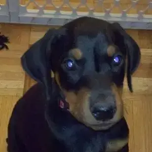 Luca