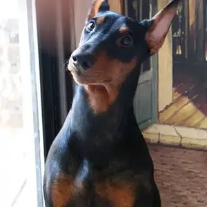 Lex - 7 Months