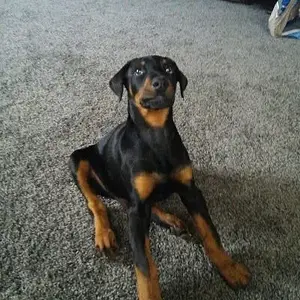 10 weeks old