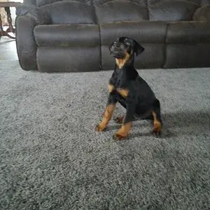 10 weeks old