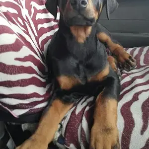 10 weeks old