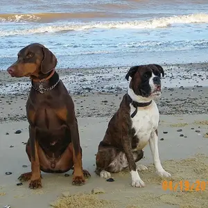 zeus & khan