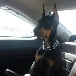 Car Ride