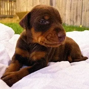 Week old
