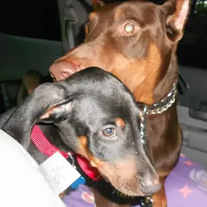 Jacob Seagal Carr Kelley, Xena Hisperia Carr Kelley (08-10-14)