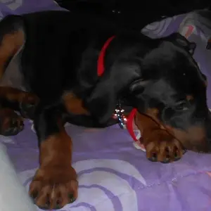 XENA IS RESTING