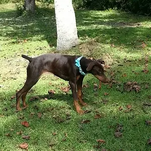 6 months old