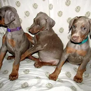 Dejiah on far right