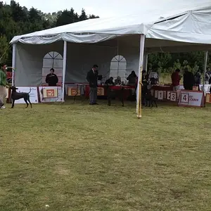 standar xoloitzcuintle