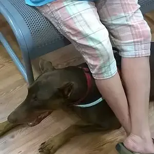 Laying under her feet