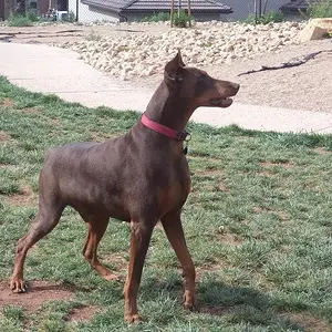 Concentration