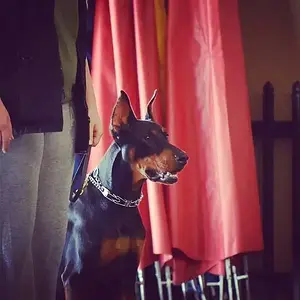 Ace 13 months