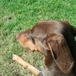 Daisy