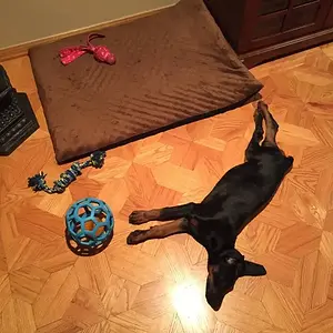 She is just being lazy