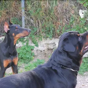 Odio&Tyson