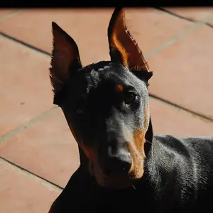 6 months old