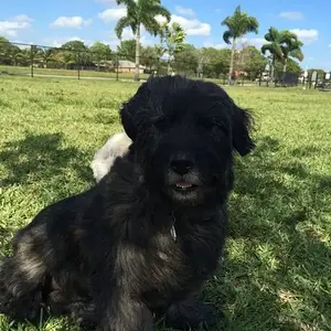 Willow loves the park