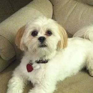 Sydney runs the house