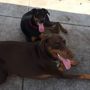 Ruby and her Red Doberman buddy