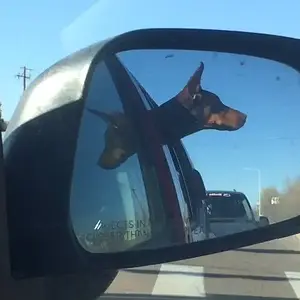 2 headed doberman