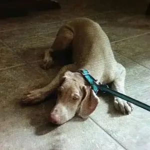 first time being walked