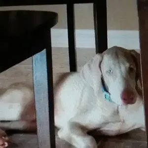 thinks we cant see him