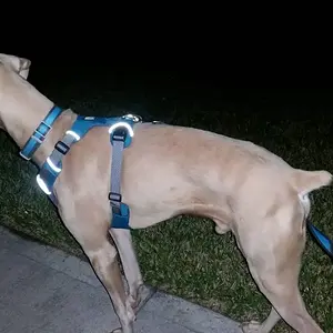 morning walk and joggers caught his attention