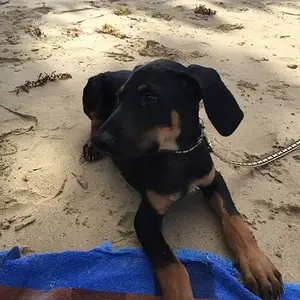 Rocky at the beach