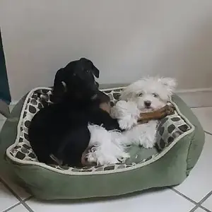 Rocky with his brother Milo