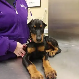 Luna, first vet visit
