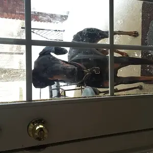 Let me in Mom!