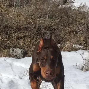 Gretchen 10mo 4.4.15