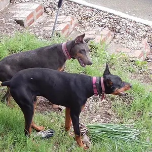 Play time with demona