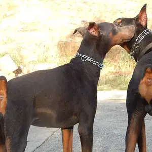 demona and Roman giving kisses