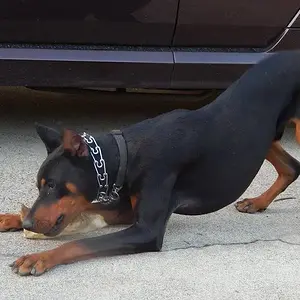 Finally a second to chew his treat