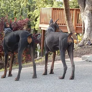 Roman on patrol with Demona